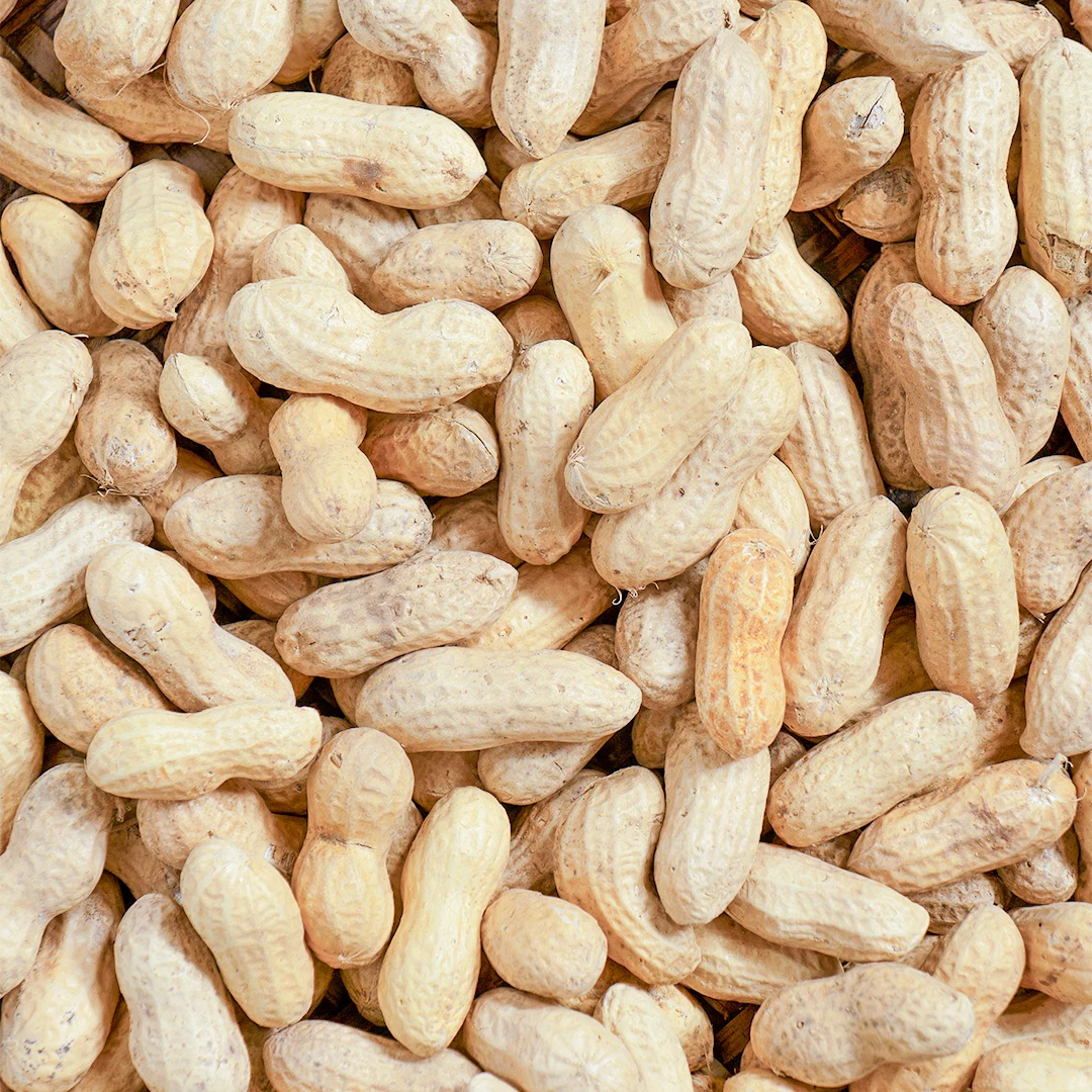 فول سوداني